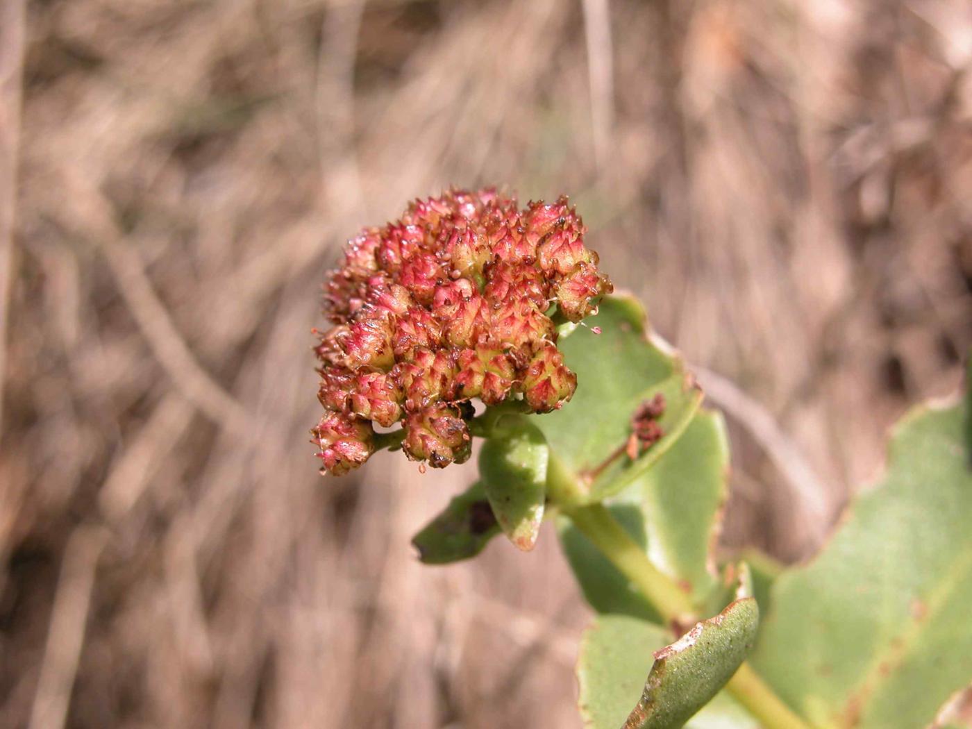 Orpine, (Large) fruit